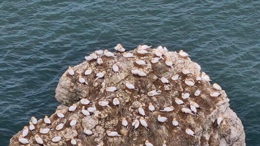 RSPB Bempton Cliffs 17